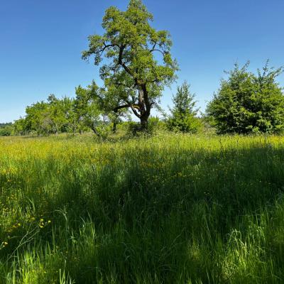 Whatsapp Bild 2025 06 03 Um 21.31.22 Ebb1dfcb